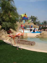 Flamingos-SaludHEALTHinfo