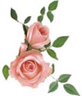 Roses for Cervical Cancer Awareness