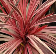 Cordyline Pink Stripe Sport at San Marcos Growers