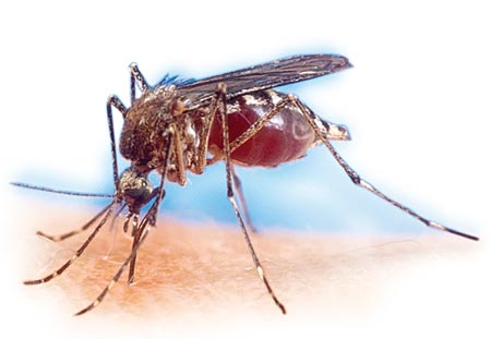  west nile mosquitoe