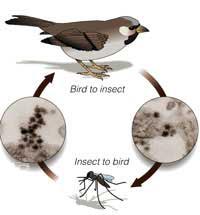 mosquitos- zancudos- trasmiten virus del oeste del nilo a aves y pajaros