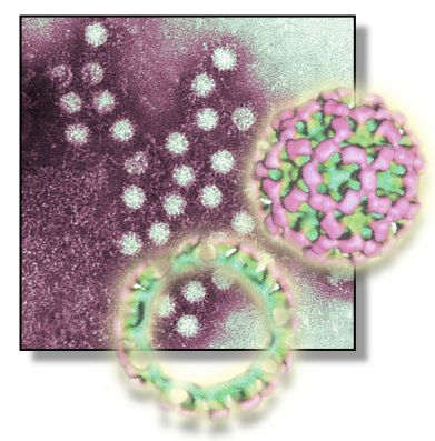 Norovirus