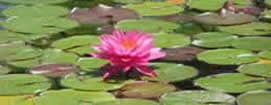 Balboa Park Botanical Gardens Koi Pond