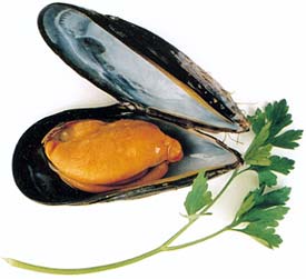 Sport-Harvested Mussels
